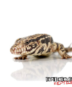 PARAGUAYAN RED TEGU FOR SALE