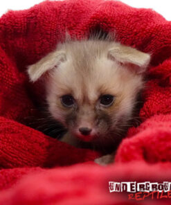 RUPPELL'S FOX FOR SALE