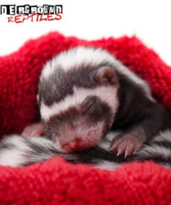 BABY LIBYAN STRIPED WEASELS FOR SALE