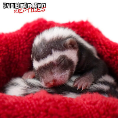 BABY LIBYAN STRIPED WEASELS FOR SALE