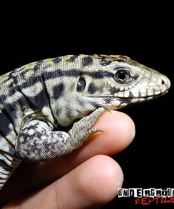 BABY RED ANERTHERYSTIC TEGU FOR SALE