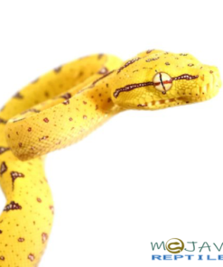 WE HAVE BABY ARU x JAYA GREEN TREE PYTHON FOR SALE