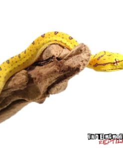 BABY ARU X MANAKWARI GREEN TREE PYTHONS FOR SALE