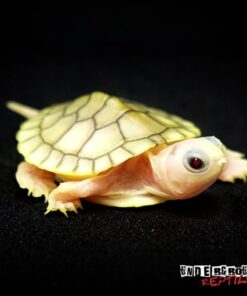 CARAMEL PINK ALBINO RED EAR SLIDER TURTLE FOR SALE