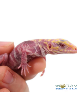 BABY ALBINO CHERRY ICE TEGUS FOR SALE