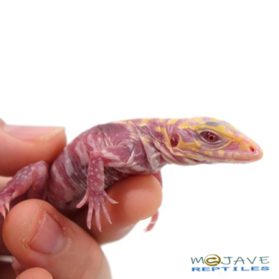 BABY ALBINO CHERRY ICE TEGUS FOR SALE