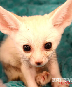 BABY FENNEC FOXES FOR SALE