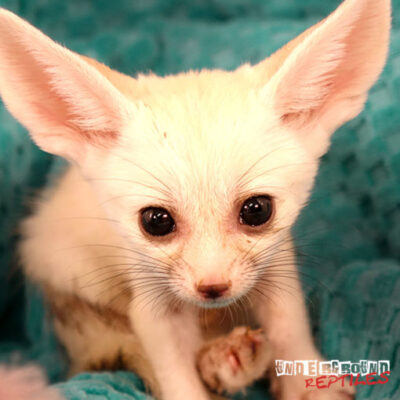 BABY FENNEC FOXES FOR SALE