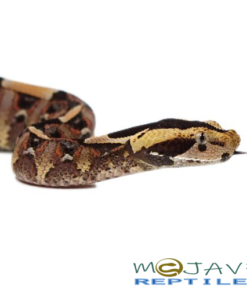 BABY GABINO VIPERS FOR SALE