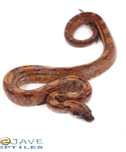 BABY HYPO BLOOD COLOMBIAN REDTAIL BOAS FOR SALE