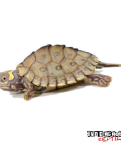 BABY PASTEL HYPO MISSISSIPPI MAP TURTLE FOR SALE
