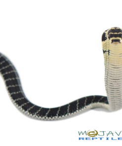 BABY KING COBRAS FOR SALE