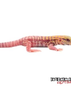 Baby Albino Lemon Ice Tegu For Sale
