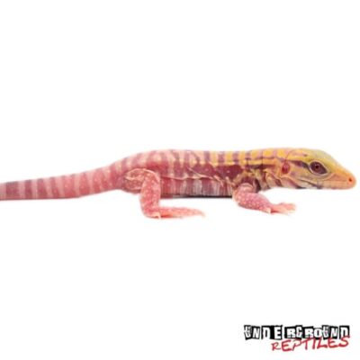 Baby Albino Lemon Ice Tegu For Sale