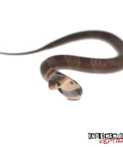 BABY MONOCLED COBRA DOBULE HET ALBINO SUPHANS FOR SALE