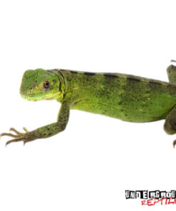 BABY PANDA DRAGONS PIED PECTINATAS FOR SALE