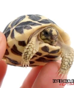 BABY SRI LANKAN STAR TORTOISE FOR SALE