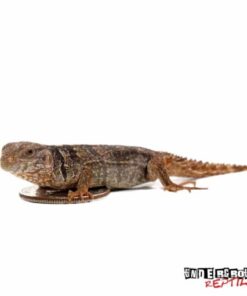 Baby Yucatan Spiny Tail Iguana Ctenosaura Defensor