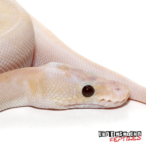 BANANA SUPER PASTEL CHAMPAGNE BALL PYTHONS FOR SALE