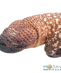 MEXICAN BEADED LIZARDS FOR SALE