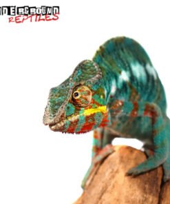 BERMANJA PANTHER CHAMELEON FOR SALE