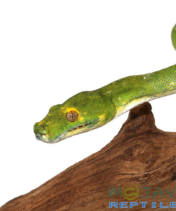 ADULT BIAK GREEN TREE PYTHON FOR SALE