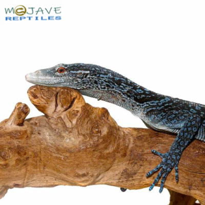 BLUE TREE MONITORS FOR SALE