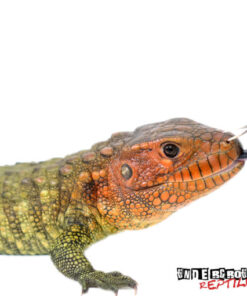 Baby Caiman Lizard