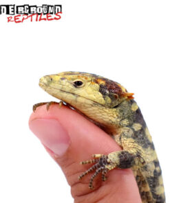 CALICO ABRONIA LYTHROCHILAS FOR SALE
