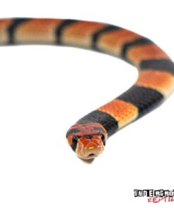 BABY CAPE CORAL COBRA FOR SALE