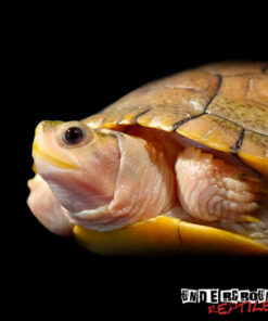 CARAMEL PINK ALBINO RED EAR SLIDER TURTLE FOR SALE