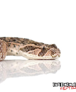 Congo Puff Adder