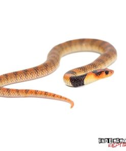 BABY ANGOLAN CORAL COBRAS FOR SALE