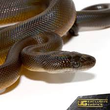 BABY WATER PYTHON FOR SALE