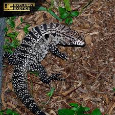 BABY ARGENTINE BLACK AND WHITE TEGUS FOR SALE