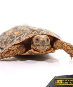 ADULT PANCAKE TORTOISE FOR SALE