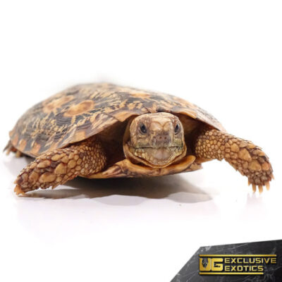 ADULT PANCAKE TORTOISE FOR SALE