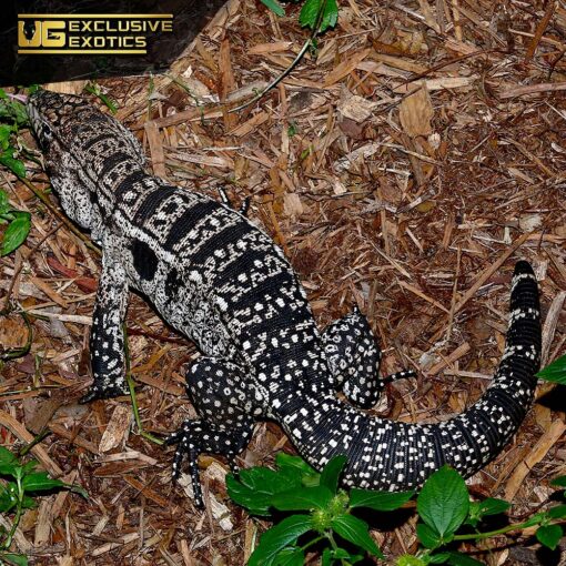 BABY ARGENTINE BLACK AND WHITE TEGUS FOR SALE - Image 3
