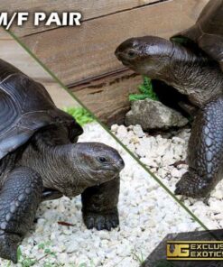 ALDABRA TORTOISES FOR SALE