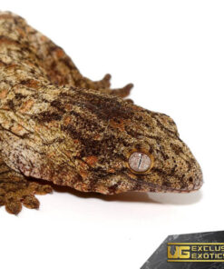 BABY HIGH PINK NU ANA LEACHIANUS GECKOS FOR SALE