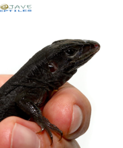 Baby Melanistic Green Ameiva