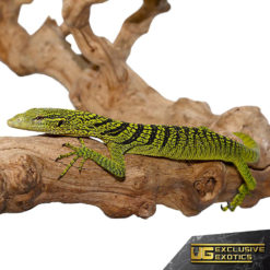 Yellow Tree Monitor