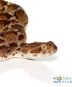 EGYPTIAN SAW SCALE VIPER FOR SALE