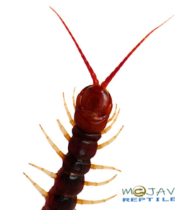 AMAZON GIANT CENTIPEDE FOR SALE