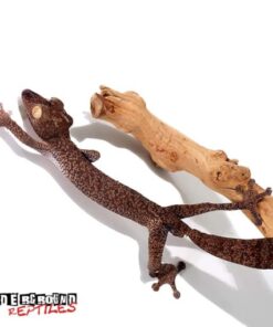 GIANT LEAF TAIL GECKO FOR SALE