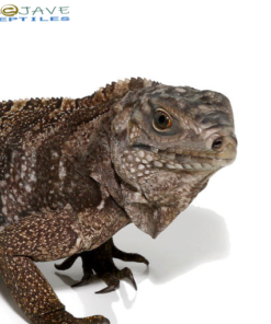 GRAND CAYMAN BLUE IGUANA FOR SALE