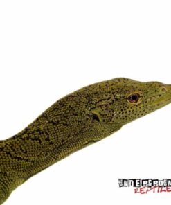 KORDENSIS GREEN TREE MONITOR FOR SALE