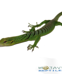 GREEN TREE MONITORS FOR SALE
