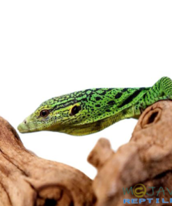 BABY GREEN TREE MONITOR FOR SALE