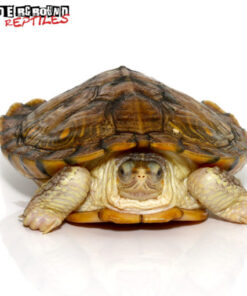  HYBINO RED EAR SLIDER TURTLES FOR SALE